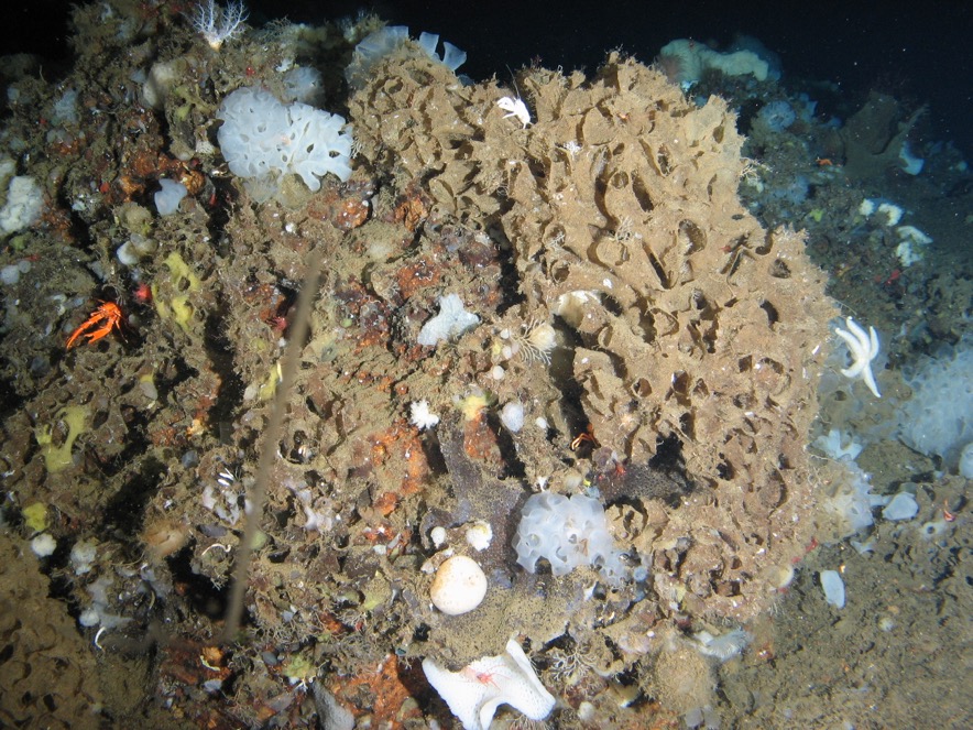 Кто живет на дне морском: ученые исследовали фауну подводного вулкана Пийпа